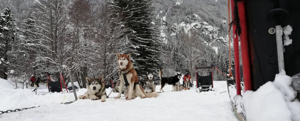 Husky sled dogs rest in the snow