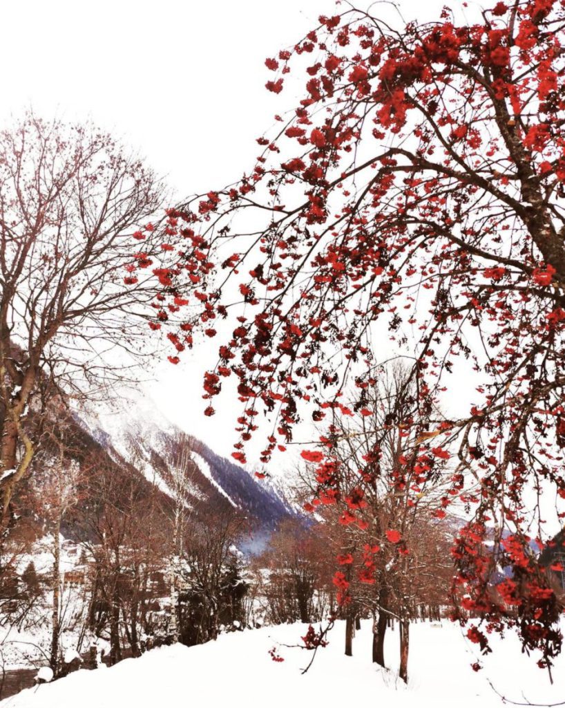 Bright red winter berries hang on a tree in front of a snowy mountain in Arlberg